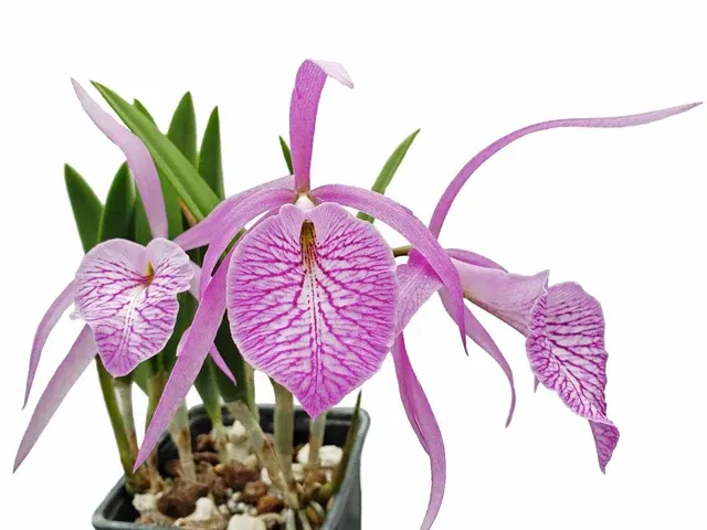 Brassocattleya Fuchs Star (Brassocattleya)