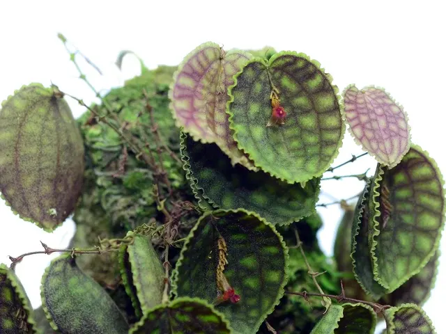 Lepanthes calodictyon (Lepanthes)