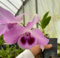 Dendrobium Honohono Fragrant orchid live plant From Hawaii blooming size