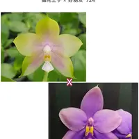 [Bare-root][Import AS-IS] #PA# Phal. Mituo Prince × Yaphon All Friends '724' 彌陀王子 × 好朋友 '724' [2.5" BS][Sept Preorder 26]