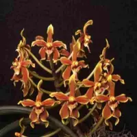 Paraphalaenopsis labukensis sp.