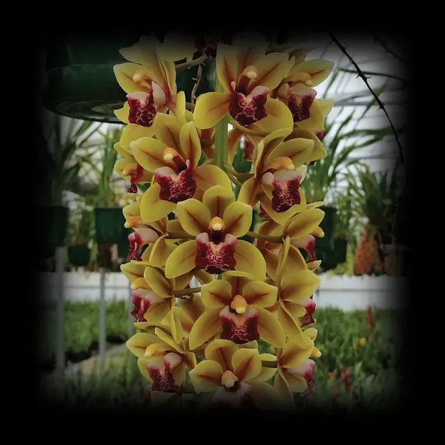 Cymbidium Mini Me 'Mini Me'