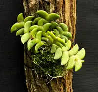 Dendrobium leonis