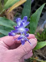 Compot: Dendrobium victoria-reginae