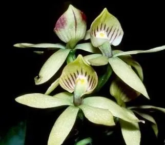 Prosthechea trulla (Prosthechea)
