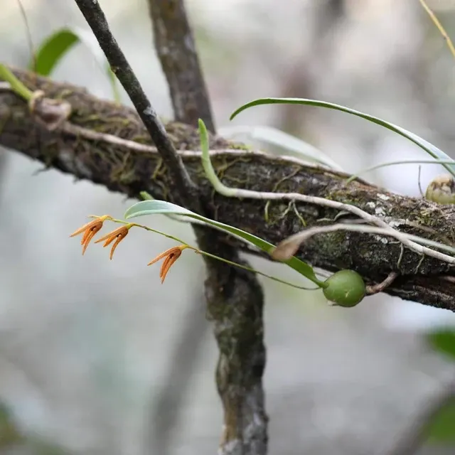 Bulbophyllum reptans (Bulbophyllum)