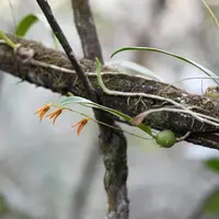 Bulbophyllum reptans