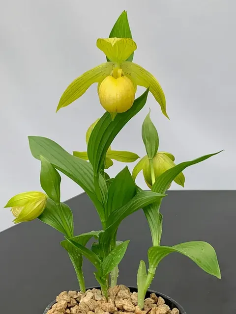 Cypripedium fasciolatum x segawai