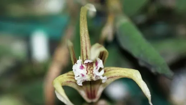 Dendrobium cucumerinum (Dendrobium)