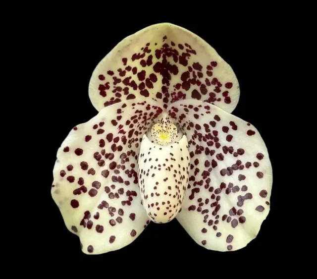 Paphiopedilum wenshanense