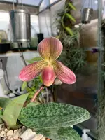 Paphiopedilum Conco-callosum