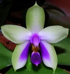 Phalaenopsis bellina v coerulea x violacea indigo