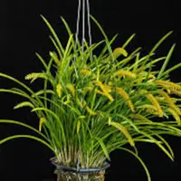 Rare Species Orchid Dendrochilum wenzelii ( yellow) Live Mature PLant