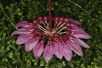 Bulbophyllum eberhardtii