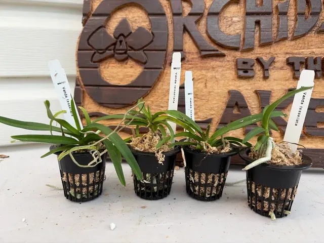 Vanda tessellata (Vanda)