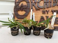Vanda tessellata (s)