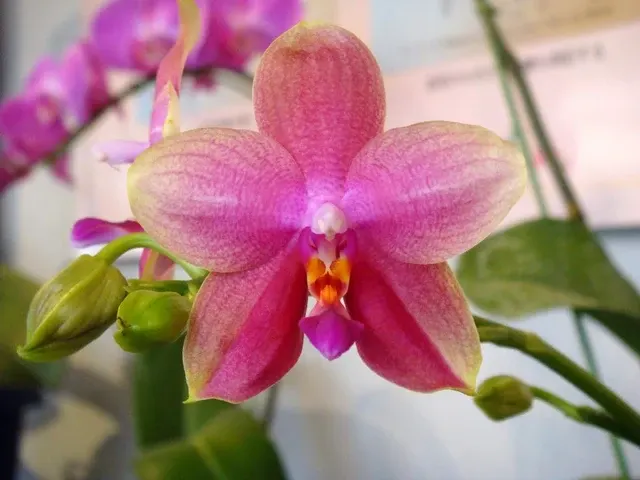 Phalaenopsis Sweet Memory FRAGRANT!