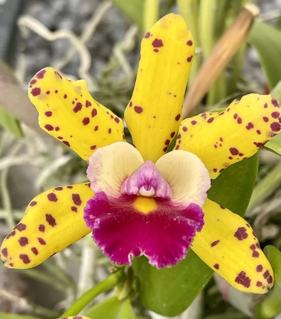 Cattleya Hawaiian Urchin 'Jungle Fever' (Cattleya)