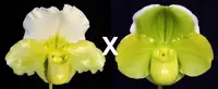 Paphiopedilum Titan's Gold 'Gargantua' x Mem. Robert Weltz 'Enchanted Orb'
