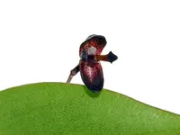 Pleurothallis solium