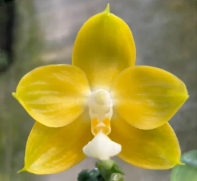 Phalaenopsis Joy Spring Canary 'Gold'