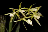 Brassavola subulifolia