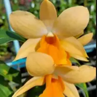 Dendrobium Orchid Dawn Maree Yellow Hybrids Rare Exotic Plant