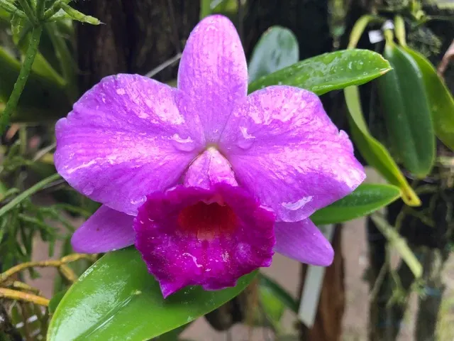 Laelia praestans tipo 'Alkmaar X Schagen' (Laelia)