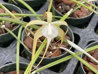 B. cucullata