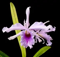 Laeliocattleya Amazone coerulea