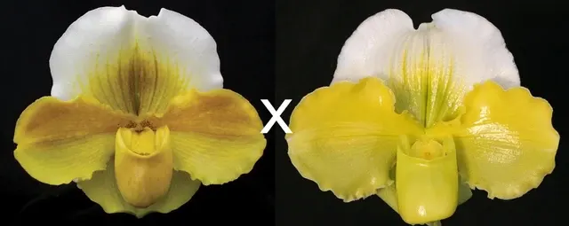 Paphiopedilum Alchemy X Hsinying Gold 'Titanic' (Paphiopedilum)