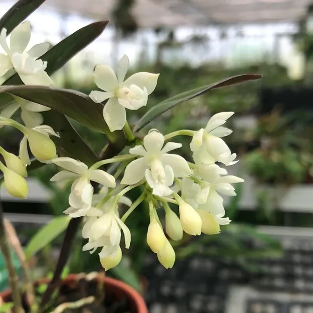 Epidendrum hugomedinae