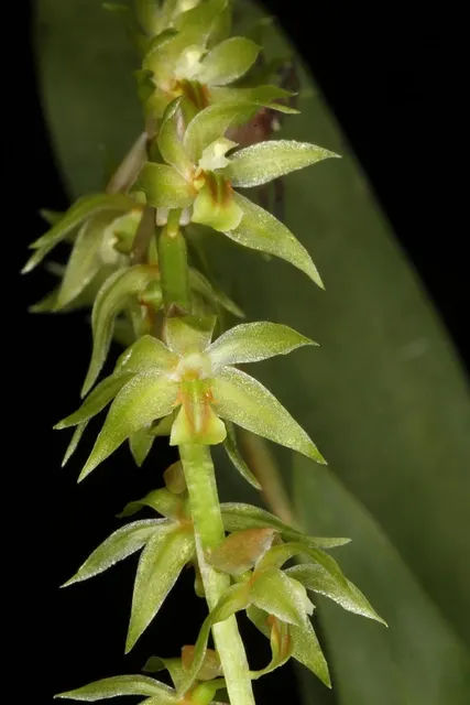 Dendrochilum longifolium (Dendrochilum)