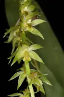 Dendrochilum longifolium