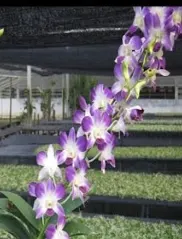 Dendrobium Burana Blue Angel 'No.2' (Dendrobium)