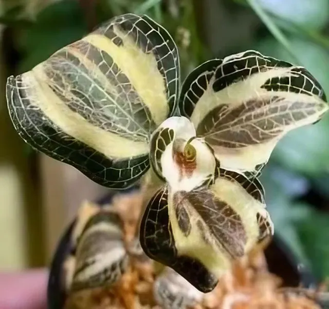 Anoectochilus brevilabris (Anoectochilus)