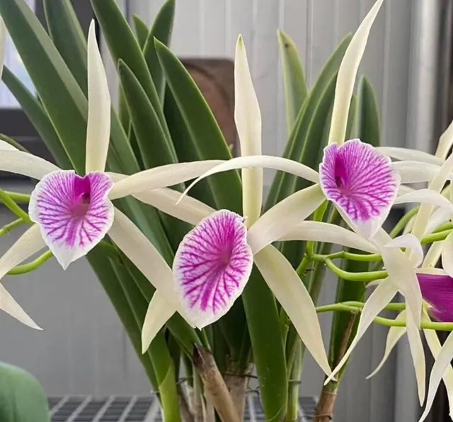 Brassocattleya Billy Baby (Brassocattleya)