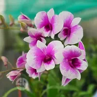 Dendrobium Orchid Mini Yaya Mature Bushy Plant - Ready To Flower