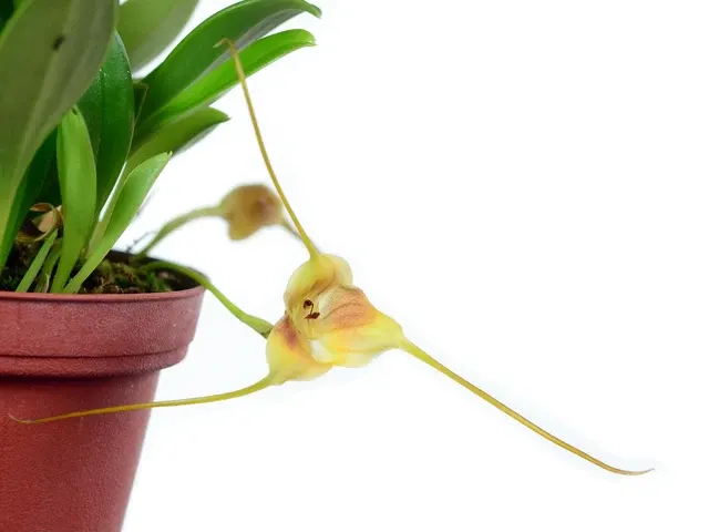 Masdevallia hubeinii (Masdevallia)