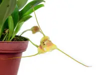 Masdevallia hubeinii