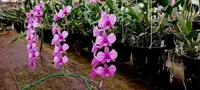 Dendrobium Orchid Plant 4" Pot Pink Zechia Lynn in Spike/Bloom - Perfect for Hanging Basket - Orchid Care Tips Included