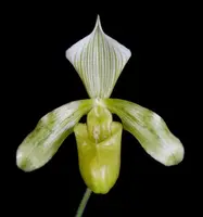 Paphiopedilum tonsum fma album ‘Left Fuji’ BM/JOGA x self