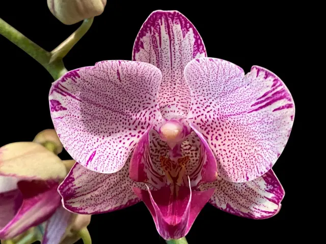 Phalaenopsis I-Hsin Charming Cherry 'Splash'