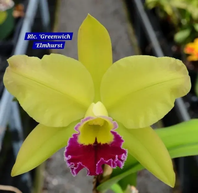 Cattleya 14 Orchid (Cattleya)