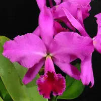 C. labiata var. rubra x Gur. bowringiana