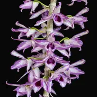 Dendrobium anosmum ‘A Touch of Class’