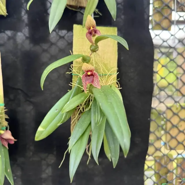 Bulbophyllum disciflorum (Bulbophyllum)