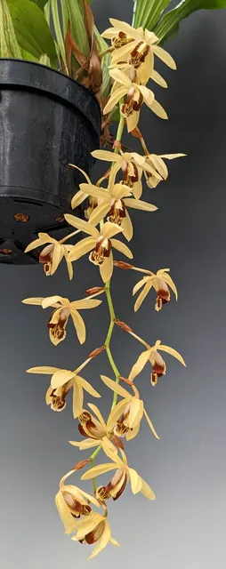 Coelogyne massangeana 'Payne Circle' (Coelogyne)