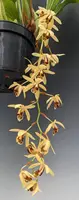 Coelogyne massangeana 'Payne Circle' HCC/AOS