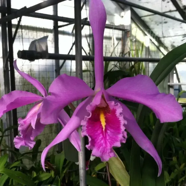 Cattleya maxima 'S Hercules' (Cattleya)